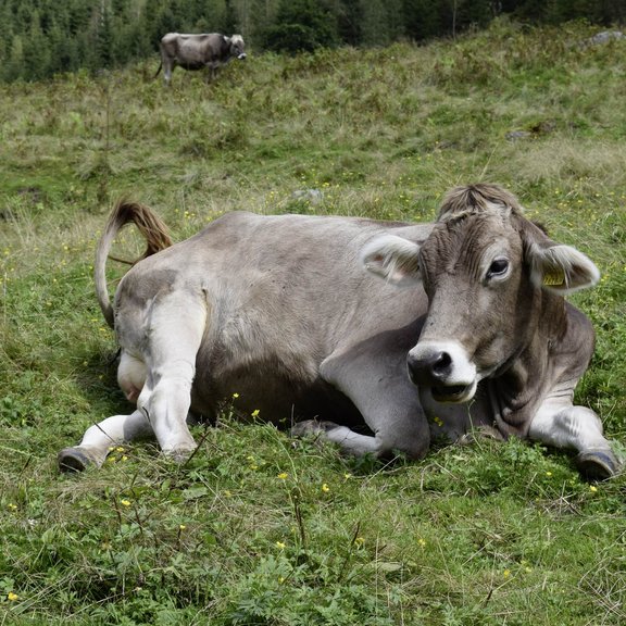 Bustaufe Altenmark - Österreich 