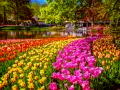 Titelbild für Keukenhof - Hollands Tulpenblüte