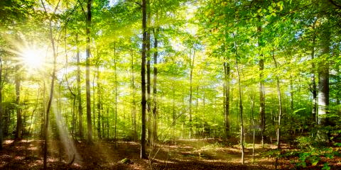 Titelbild für Urlaubsparadies Thüringer Wald