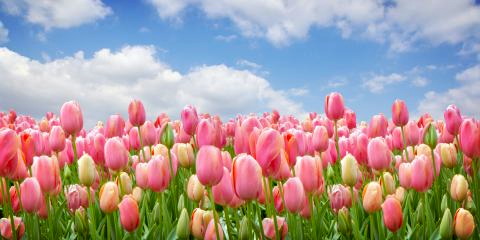 Titelbild für Tulpenblüte Holland & Amsterdam
